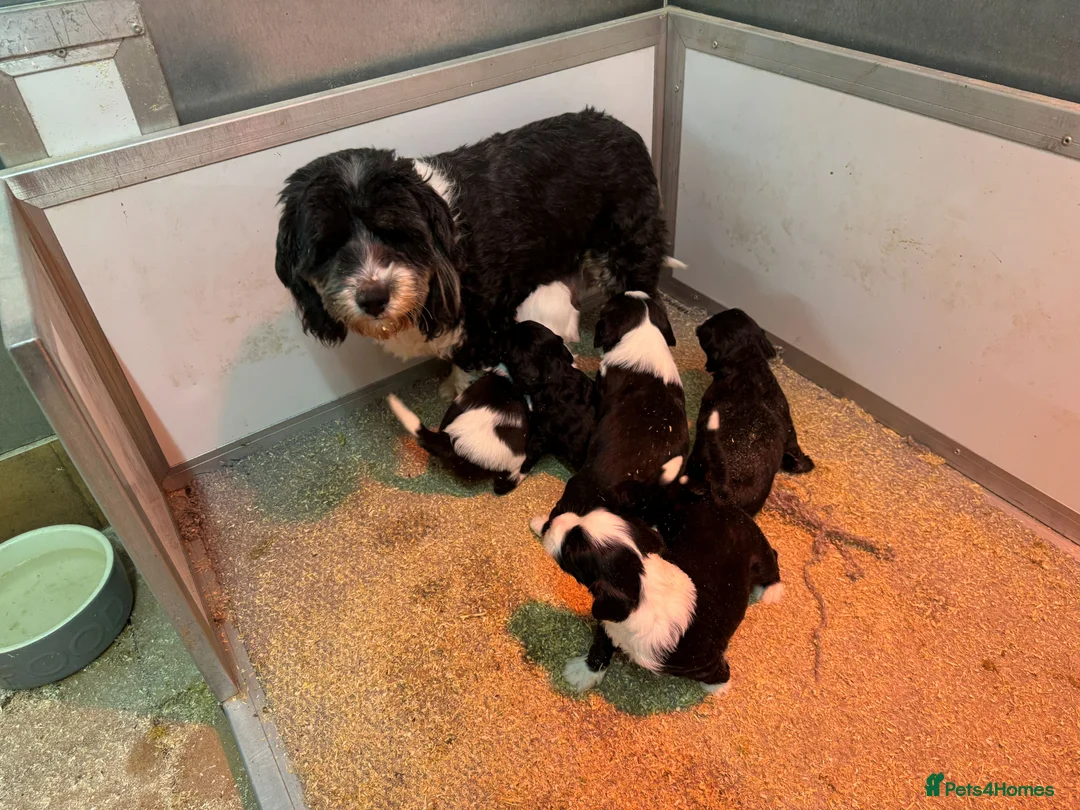 Tibetan Terrier dogs for sale: Araki Puppy available Show or Pet Home - Advert 5