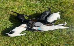 Cocker Spaniel dogs for sale: Cocker Spaniel Puppies  - Image 12