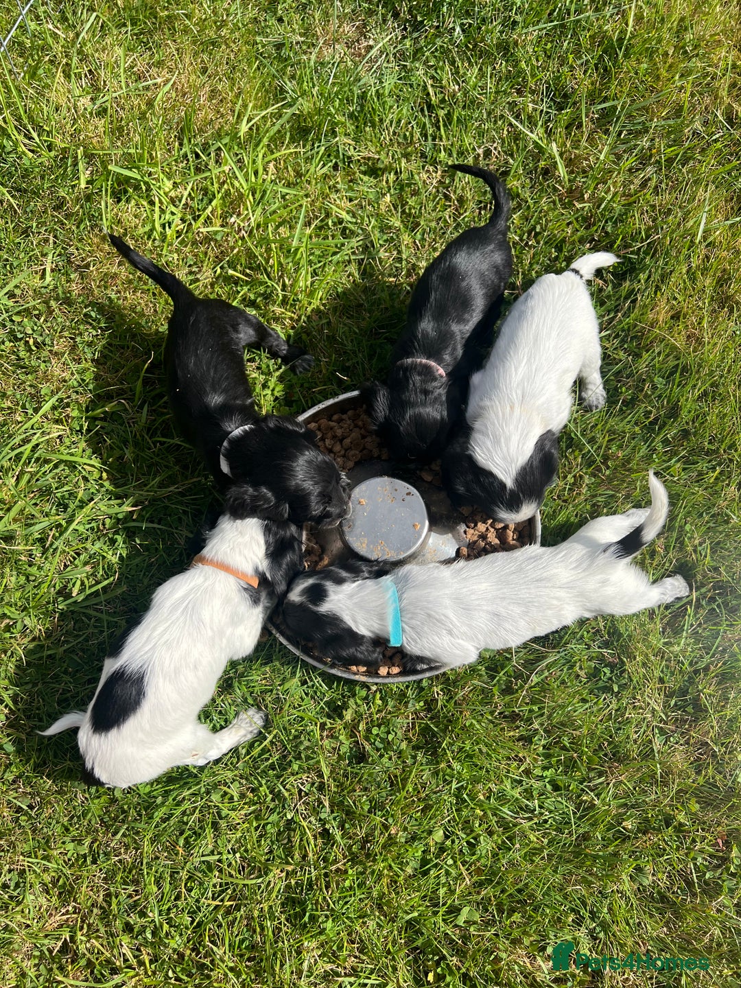 Cocker Spaniel dogs for sale: Cocker Spaniel Puppies  - Image 12
