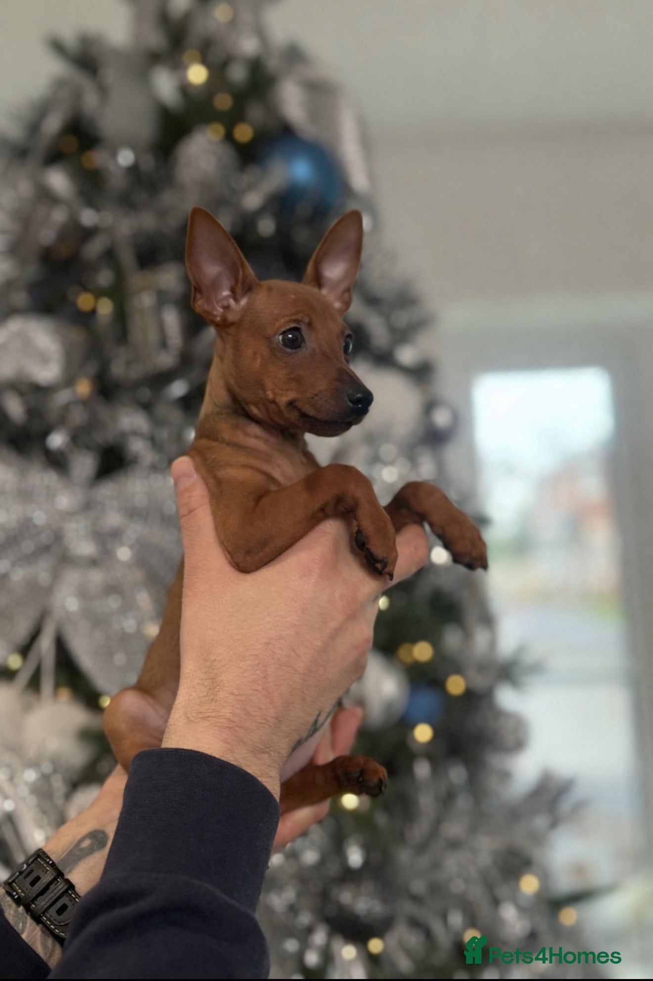 Miniature Pinscher dogs Pure 100% Miniature Pinscher-Licensed Breeder🐾❤️  - Advert 1