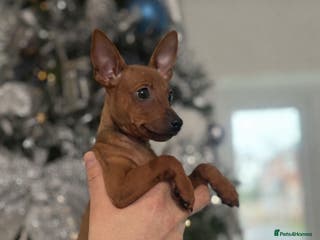 Miniature Pinscher dogs Pure 100% Miniature Pinscher-Licensed Breeder🐾❤️ - Advert 2