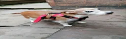 Mixed Breed dogs for adoption: ❗URGENT:Foster in Hospital, New Foster Home Needed in Bromyard - Advert 6