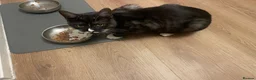 Mixed Breed cats for sale: Short haired Male cat  - Advert 8
