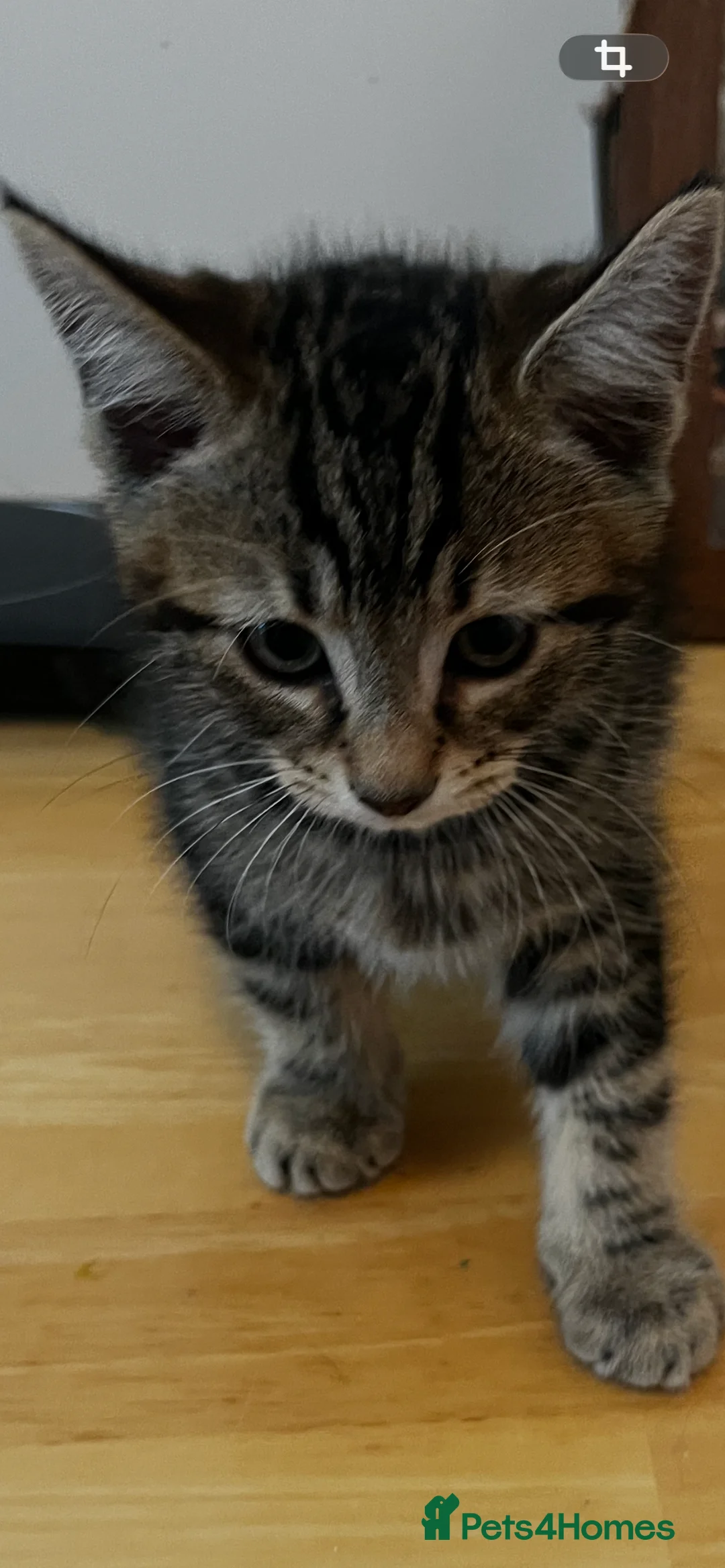 Mixed Breed cats for sale: 4 Adorable kittens looking loving homes  - Advert 2