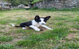 Border Collie dogs for sale: BORDER COLLIE PUPS 1 BOY LEF - Image 7