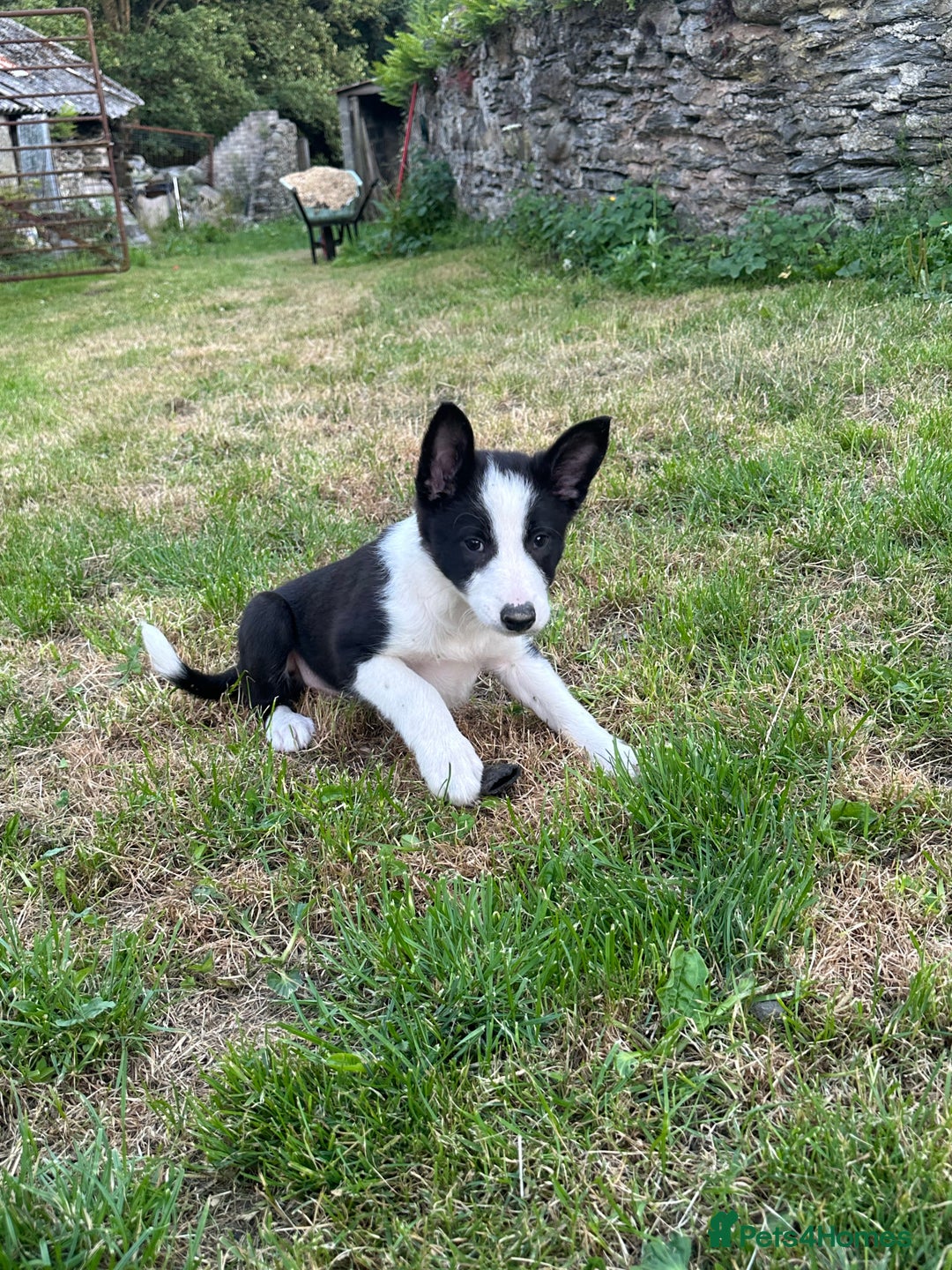 Border Collie dogs for sale: BORDER COLLIE PUPS 1 BOY LEF - Image 7