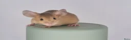 Mouse rodents for sale: Fancy Mice 🐭 - Advert 4