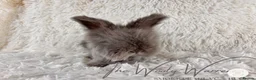 Angora rabbits for sale: FULLY VACCINATED ANGORA BROTHERS  - Advert 3