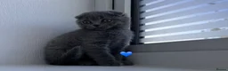 Scottish Fold cats for sale: Beautiful Scottish Fold and Scottish Straight 🐾 - Advert 7