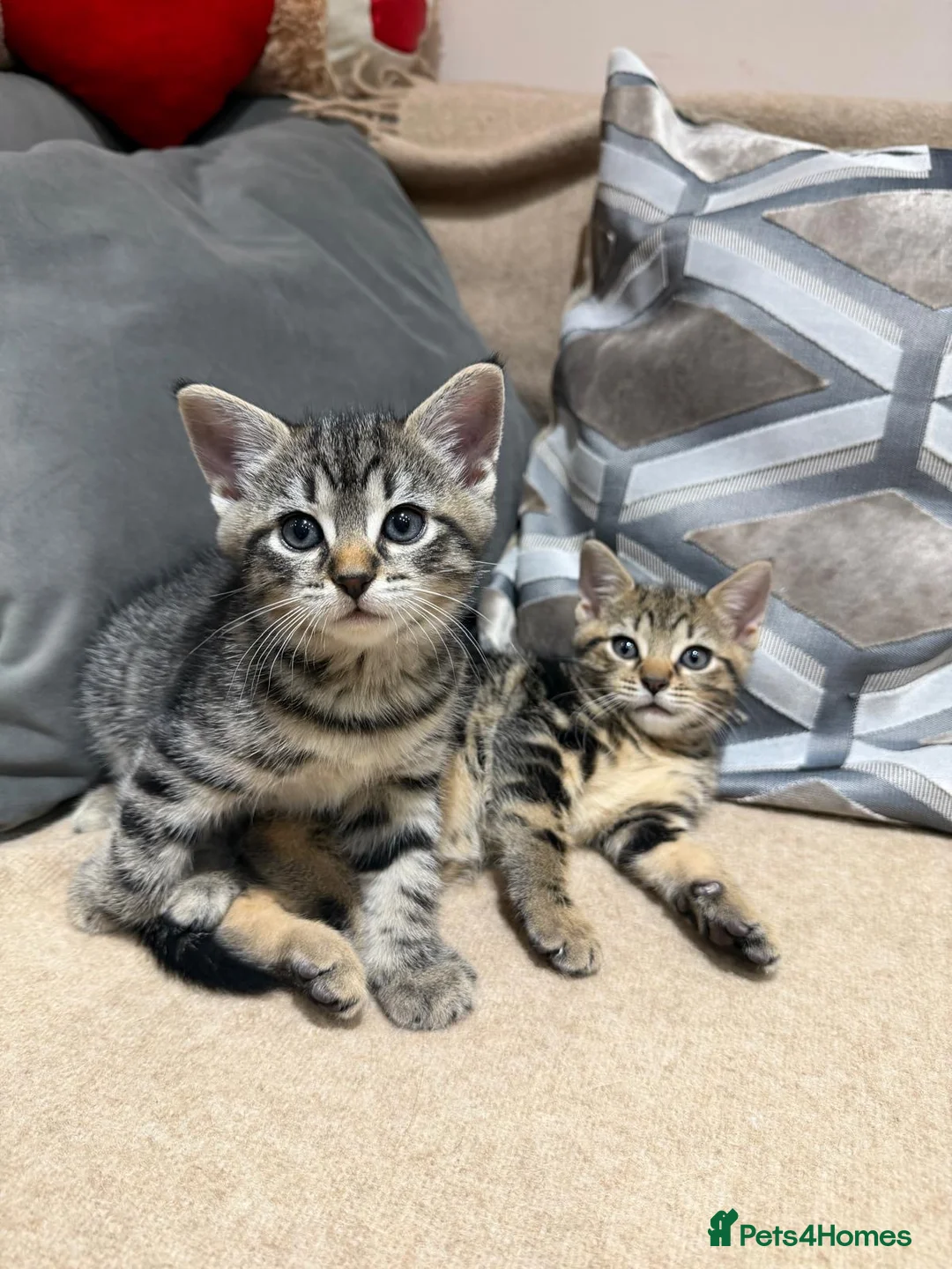 Mixed Breed cats for sale: Kittens - Advert 8