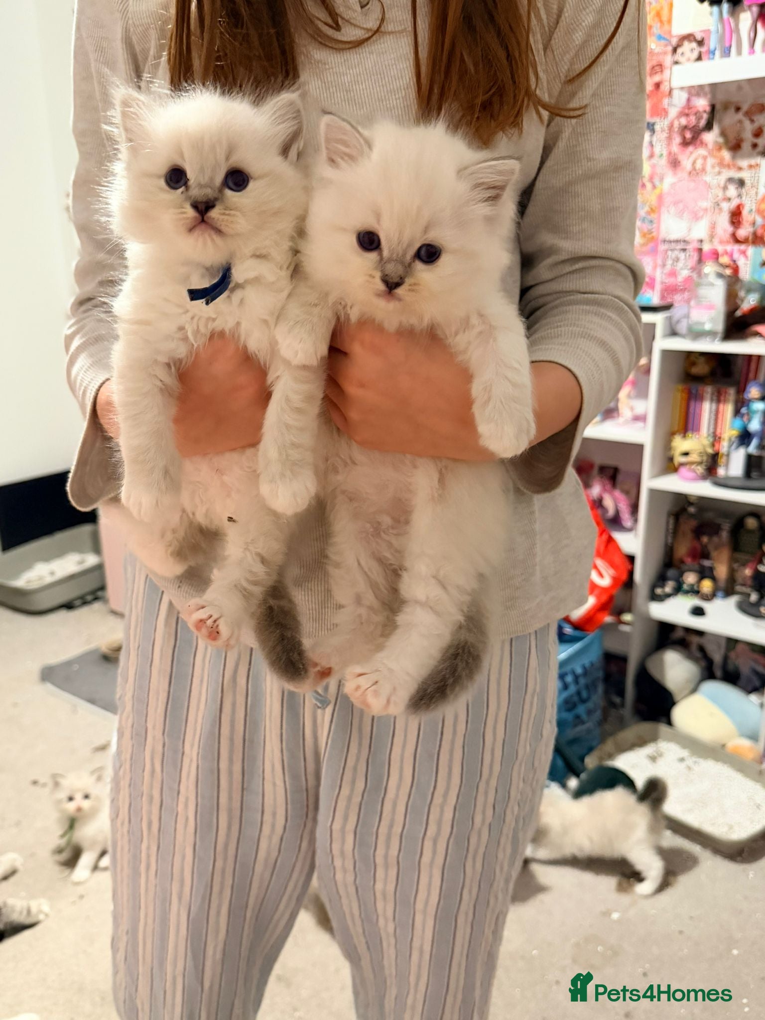 Ragdoll cats Blue boy tica reg ragdoll kittens  - Advert 3