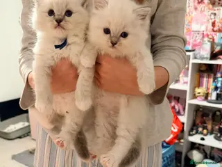 Ragdoll cats Blue boy tica reg ragdoll kittens - Advert 3