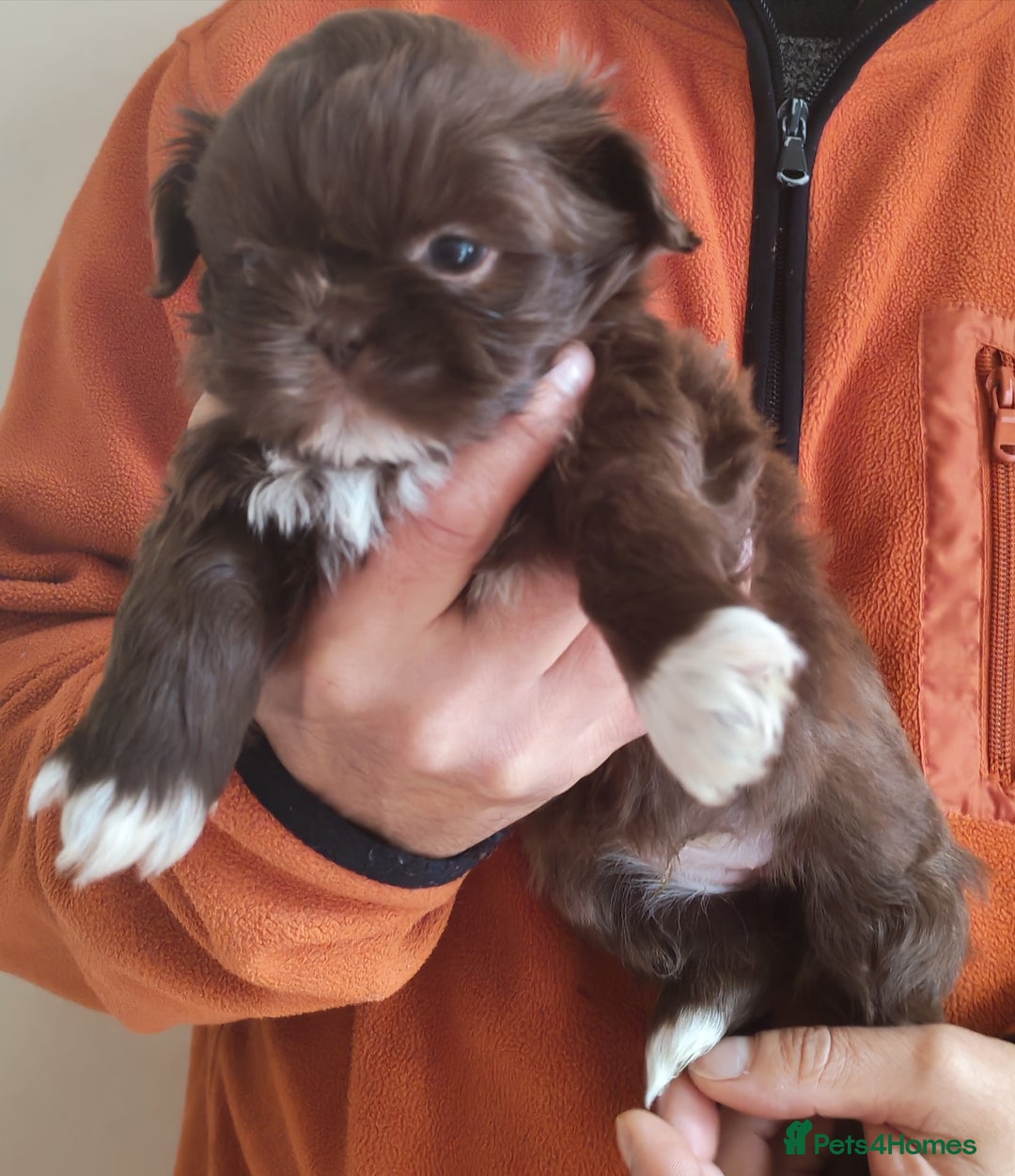 Shih Tzu dogs for sale: 6 Beautiful puppies - Advert 4