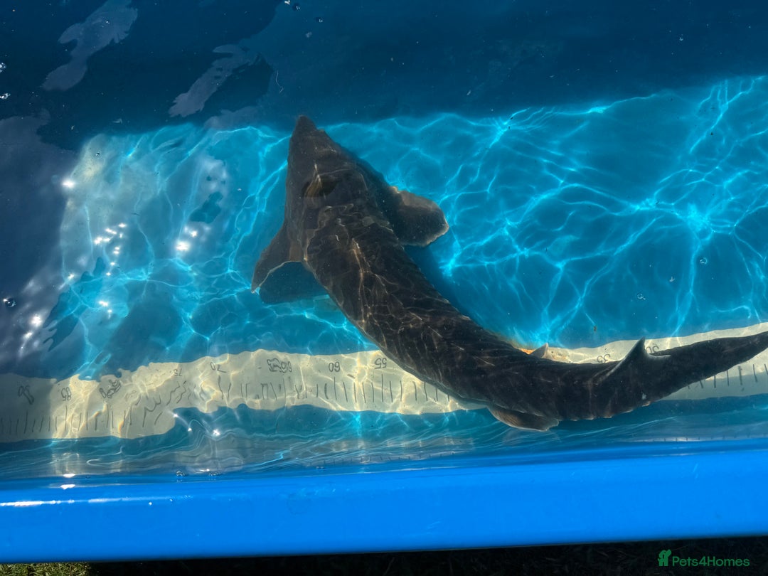Koi Carp fish for sale: Various koi carp for sale  - Image 17