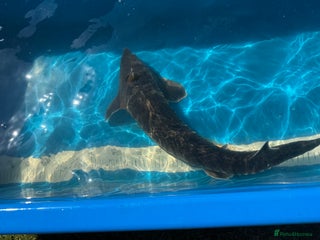 Koi Carp fish - Advert 17