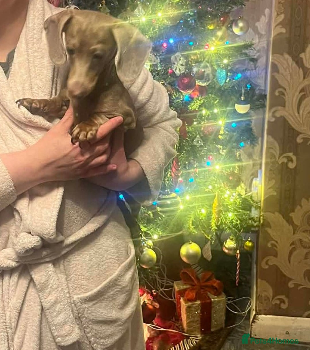 Dachshund dogs for sale: 2 dashound girls  - Advert 1