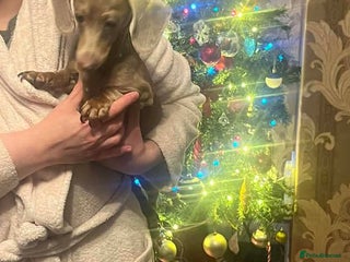 Dachshund dogs 2 dashound girls - Advert 1