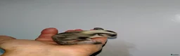 Sugar Glider rodents for sale: Stunning sugar glider joeys - Advert 4
