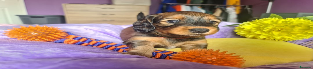 Dachshund Puppy 3