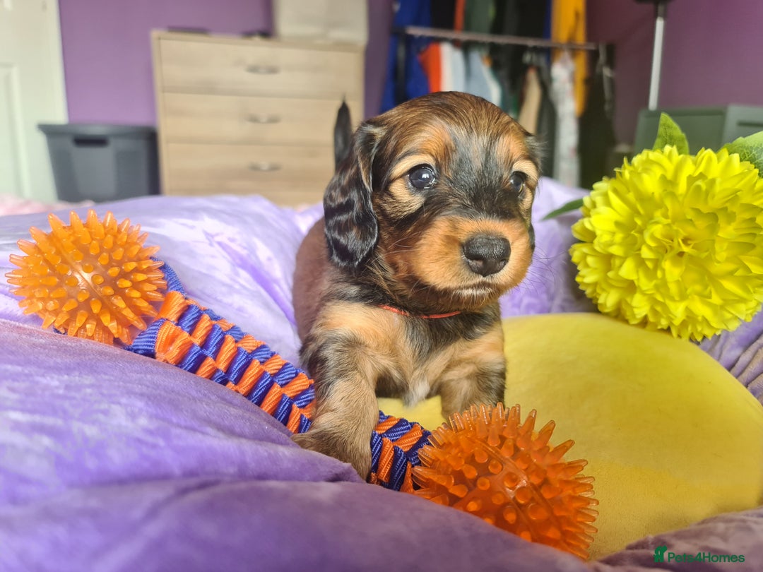 Dachshund dogs for sale: Last one beautiful long-haired dachshunds girl 😍 - Image 20
