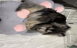 Pomsky dogs for sale: 3 Pomsky Adults  - Image 7