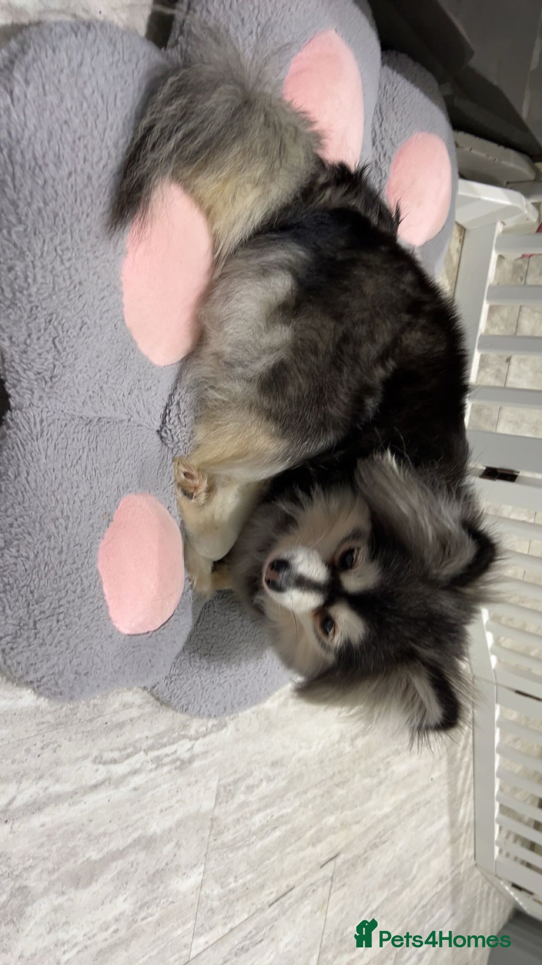 Pomsky dogs for sale: 3 Pomsky Adults  - Image 7