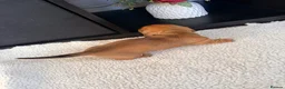 Miniature Dachshund dogs for sale: Lovely litter of 5 Miniature Dachshunds  - Advert 18