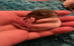 Rat rodents for sale: Rats looking for 5* homes only  - Image 22