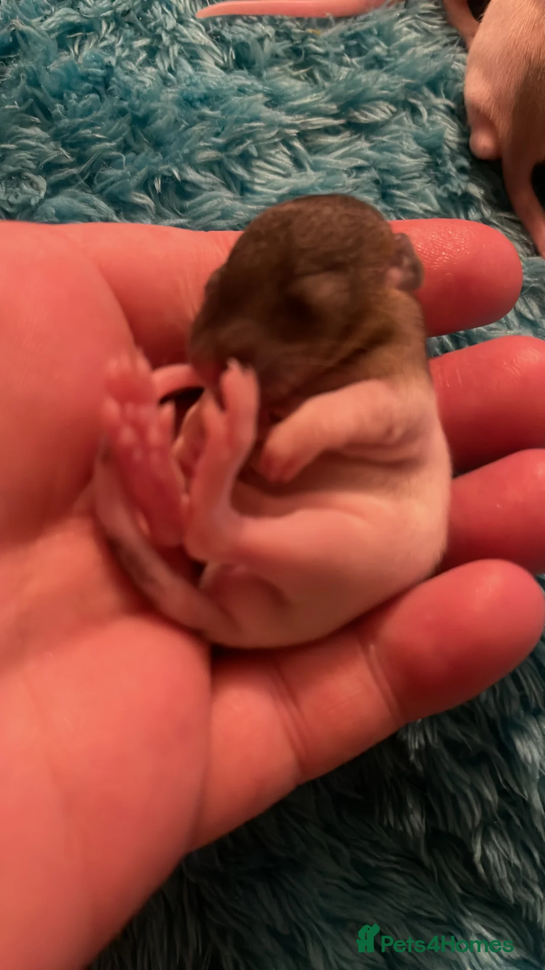 Rat rodents for sale: Rats looking for 5* homes only  - Advert 26