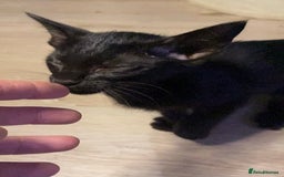 Oriental cats for sale: Oriental kitten - Image 15