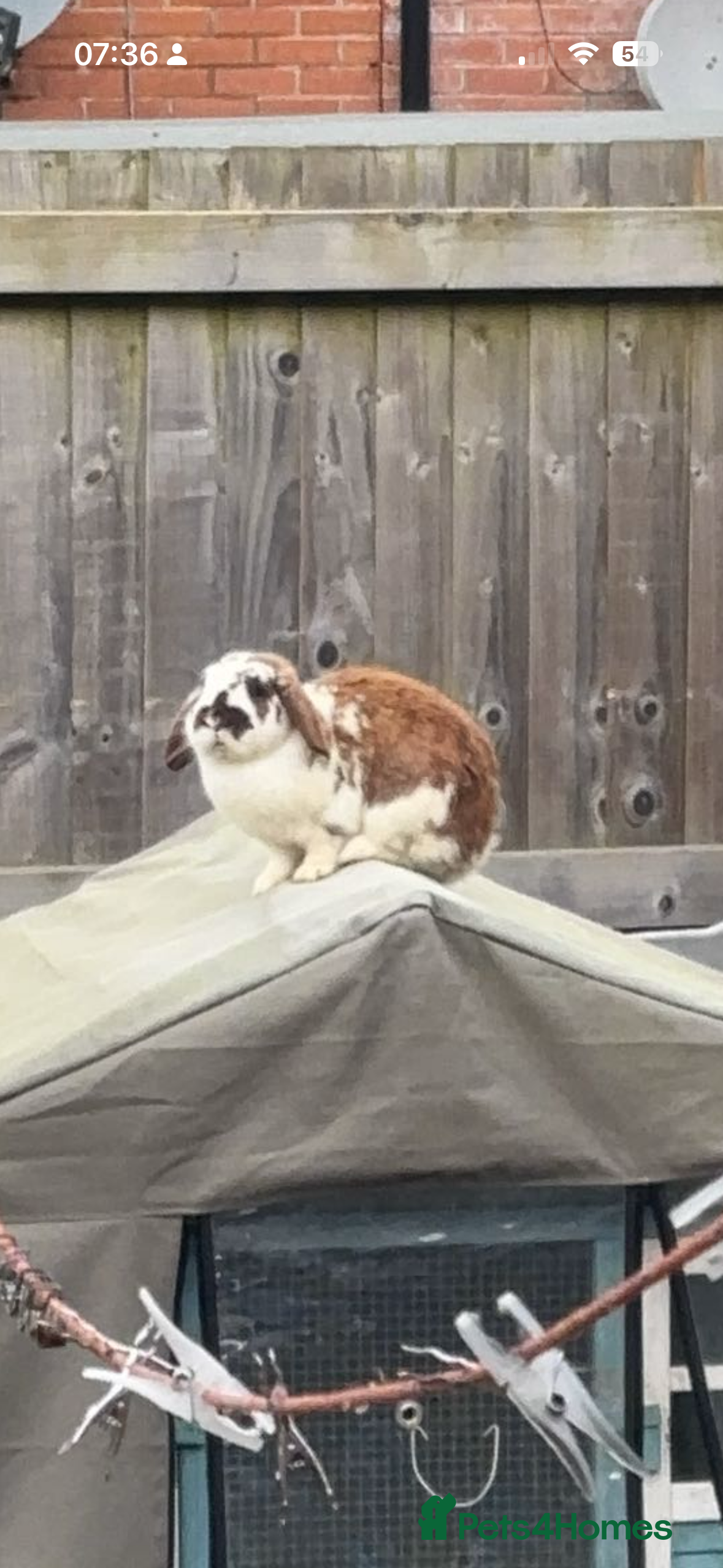 Mini Lop rabbits 3 year old rabbit looking for a new home  - Advert 12