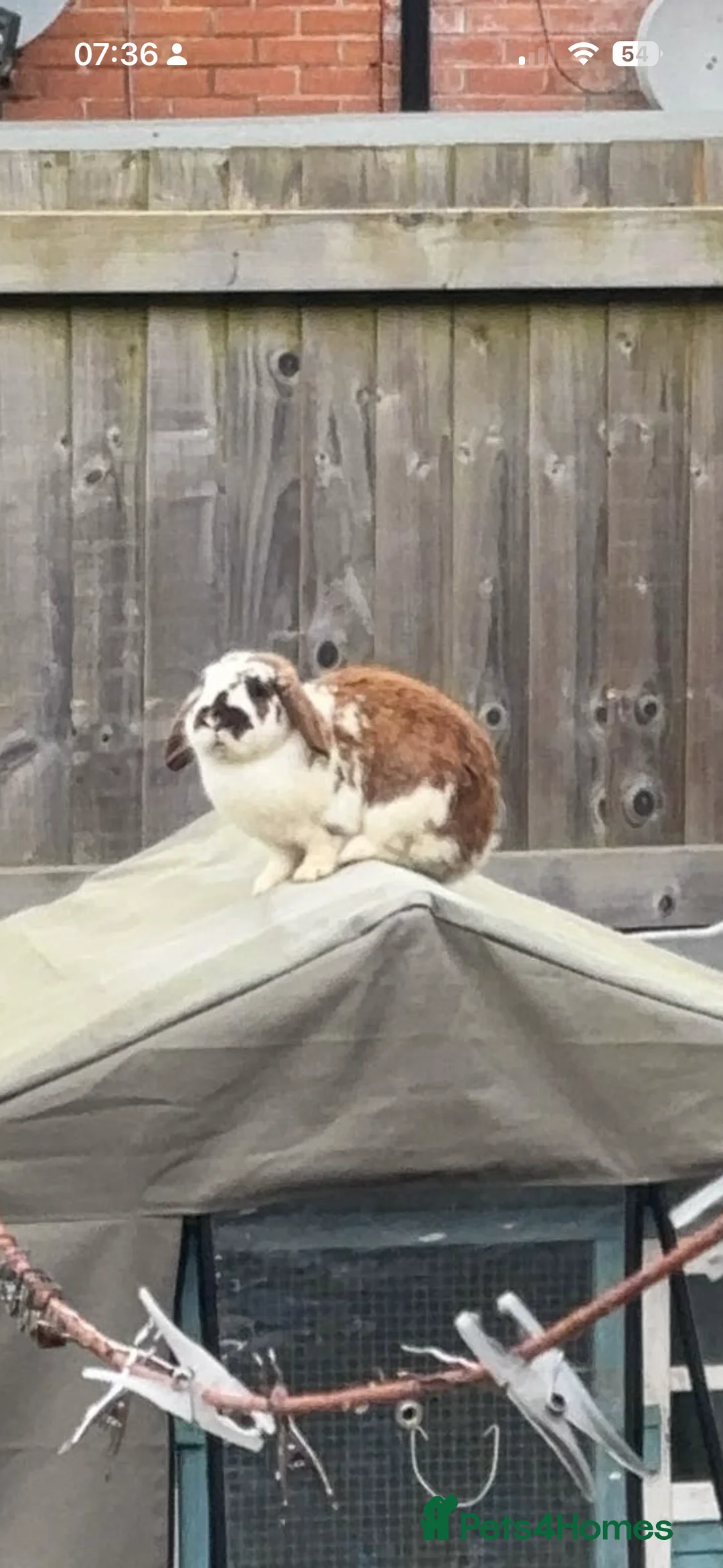 Mini Lop rabbits for sale: 3 year old rabbit looking for a new home  - Advert 1