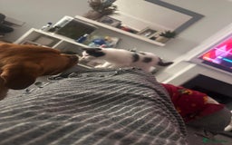 Mixed Breed cats for sale: One female white black kitten - Image 4