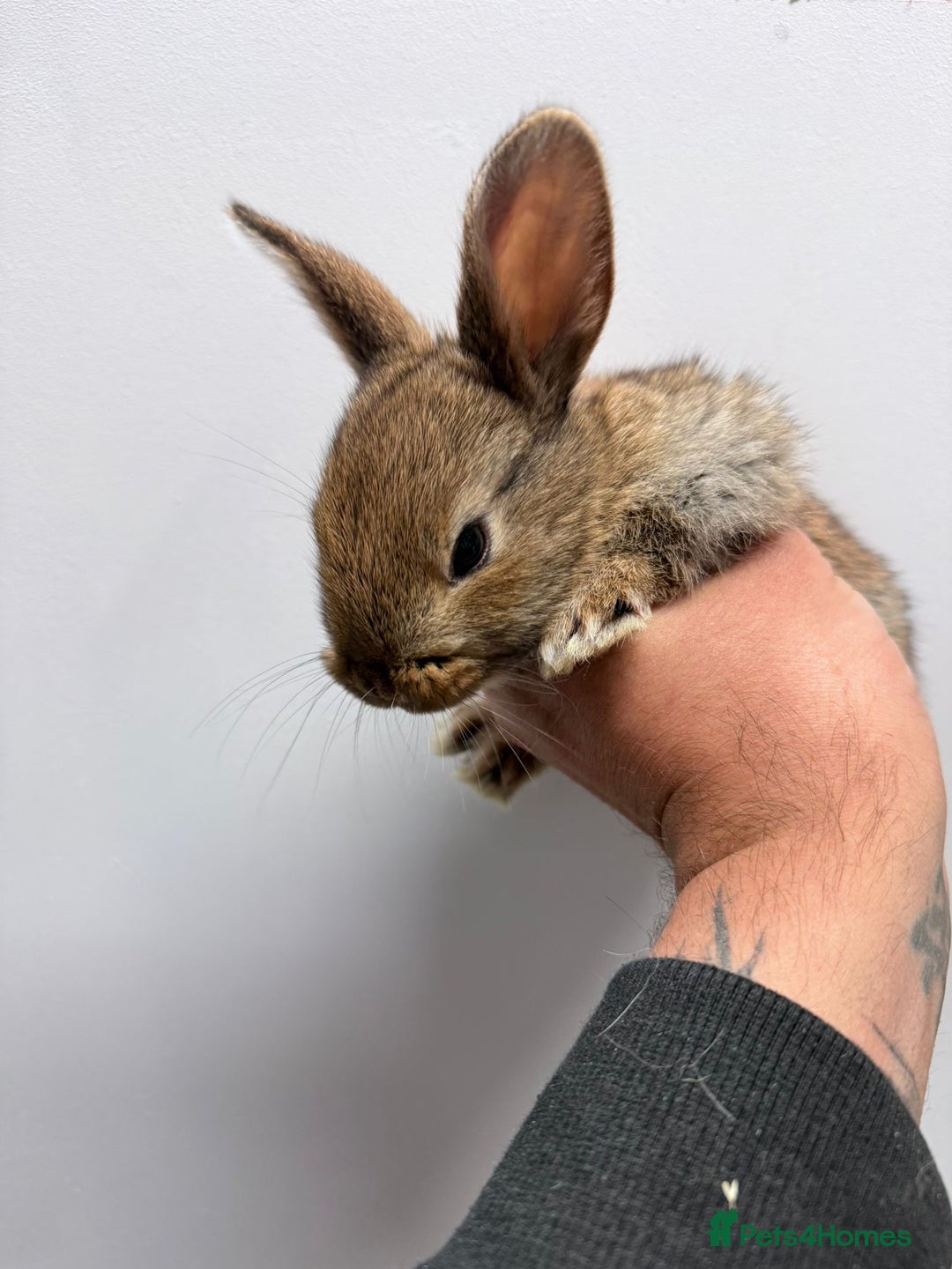 Mixed Breed rabbits for sale: Baby bunnies - Advert 4