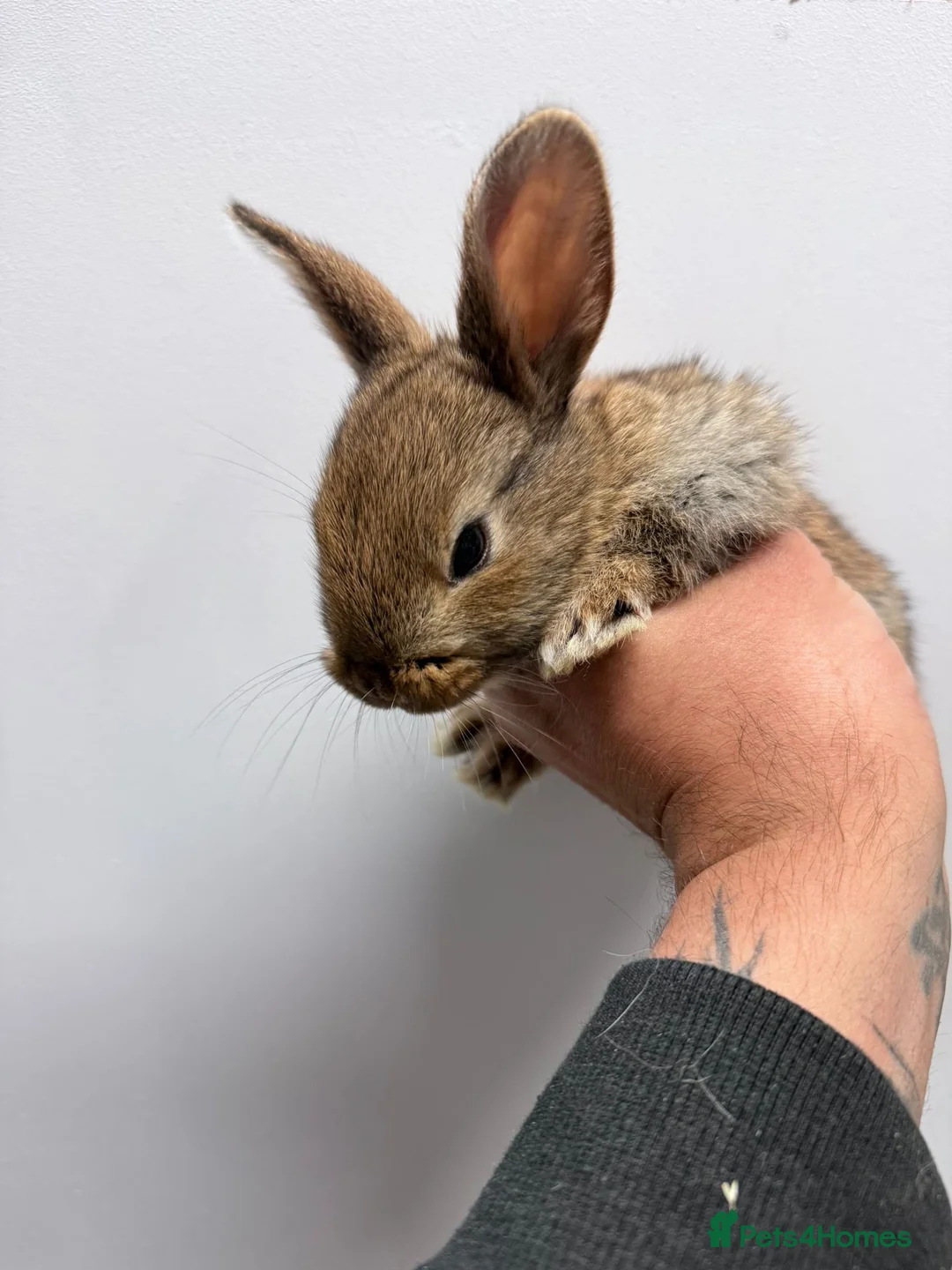 Mixed Breed rabbits for sale: Baby bunnies - Advert 4