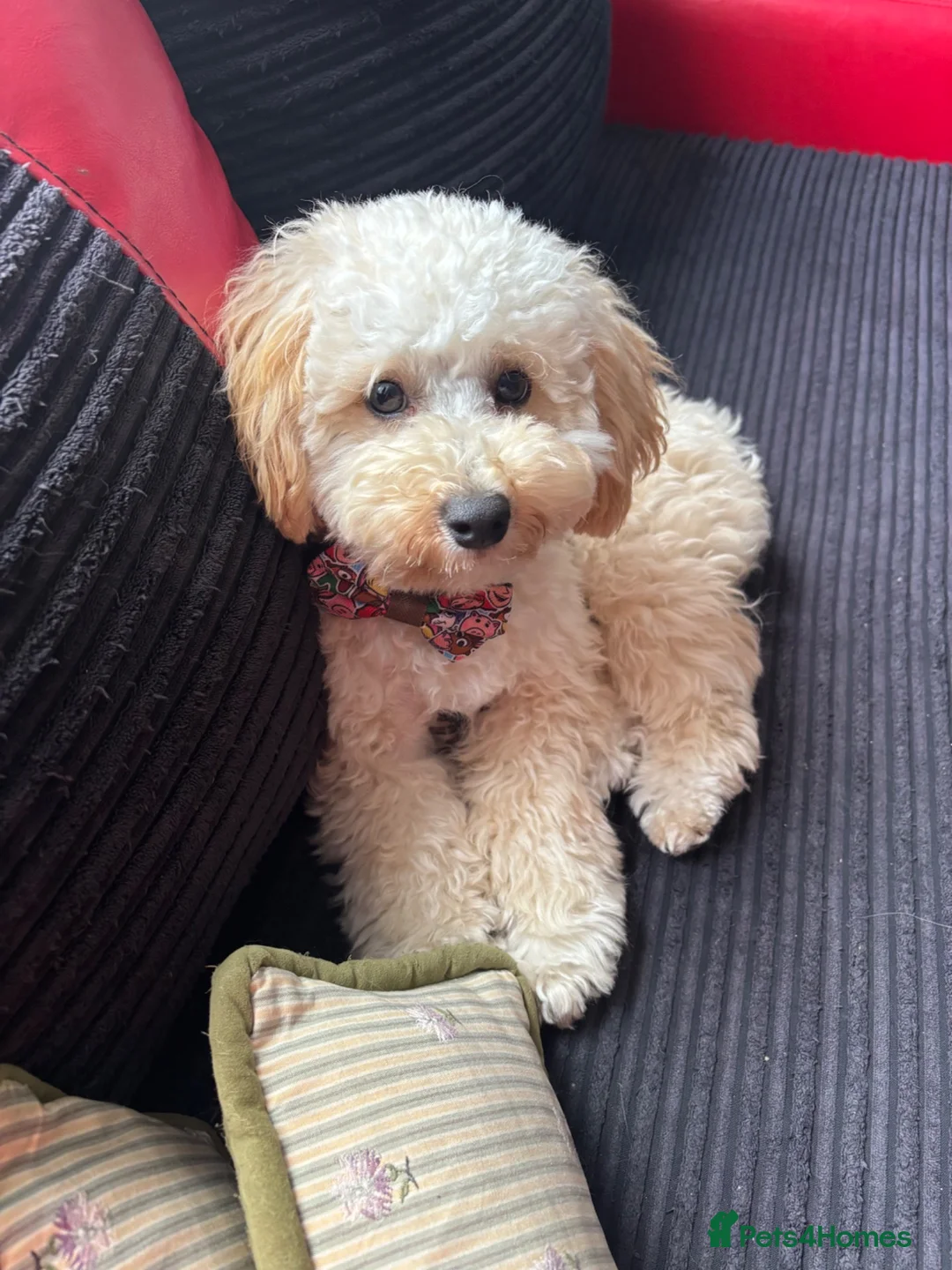 Maltipoo dogs for stud: White toy Maltipoo Stud dog /Woolwich - Advert 2