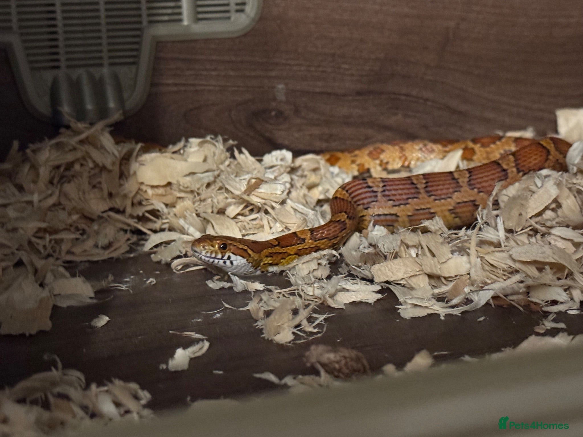 Corn Snake reptiles 2x corn snakes  - Advert 1