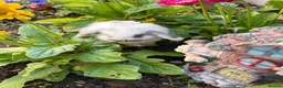 Mini Lop rabbits for sale: 4 beautiful mini lop bunnies - Advert 7
