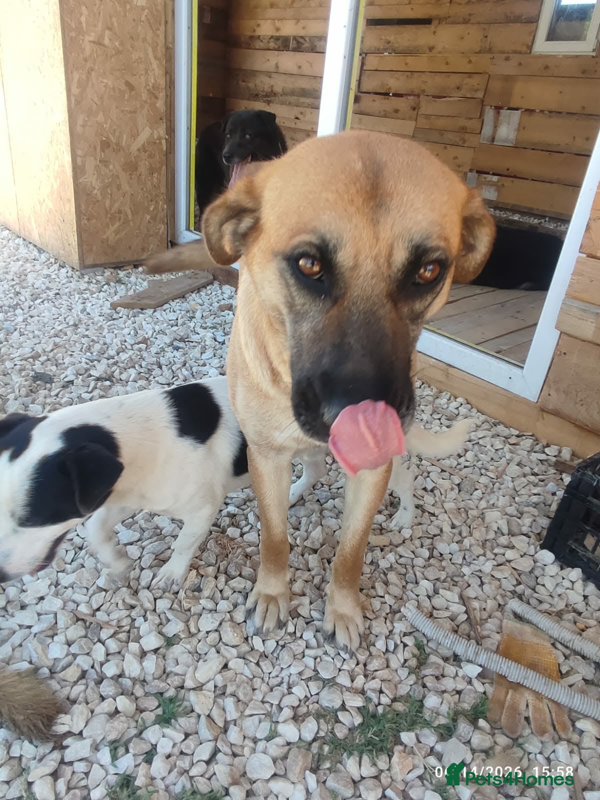 Mixed Breed dogs Daisey 6 year’s Macedonian rescue  - Advert 1