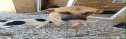 Mixed Breed dogs for adoption: Daisey 6 year’s Macedonian rescue  - Advert 1