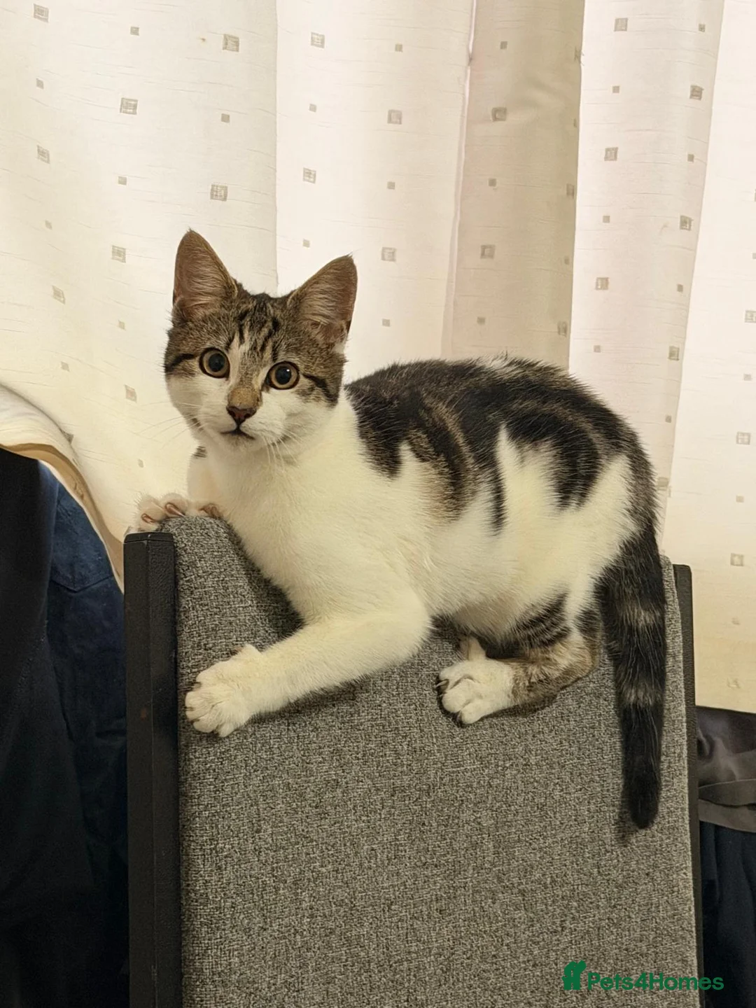 Mixed Breed cats for sale: Cute and cuddly kitten in Stoke-on-Trent - Advert 3