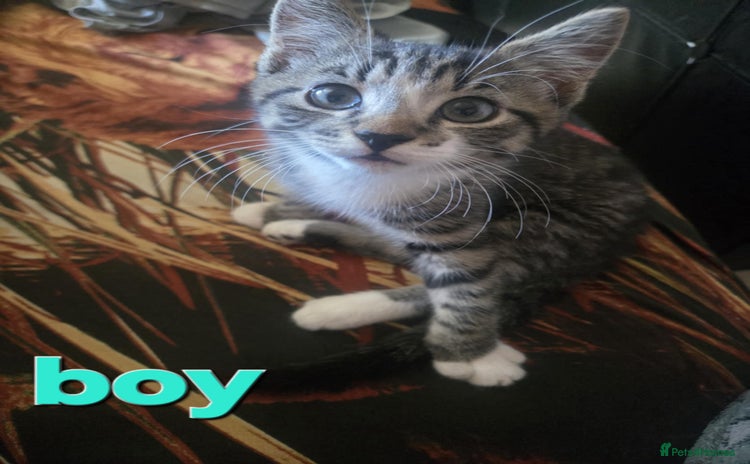 Domestic Shorthair cats - Advert 1