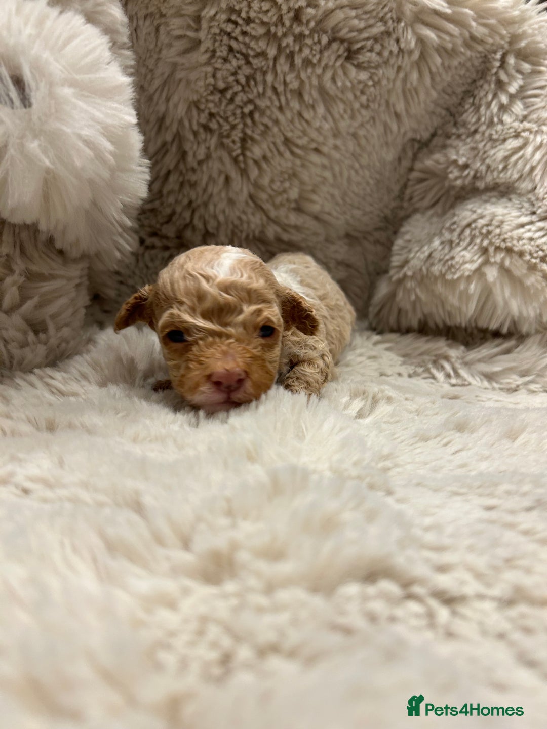 Cavapoo dogs for sale: 5 beautiful Cavapoo’s ready for  **   - Advert 7