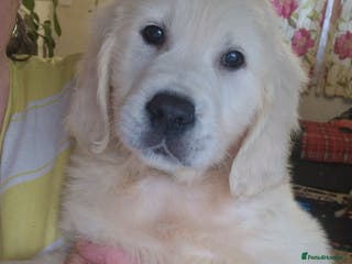 Golden Retriever dogs KC Golden Retriver READY NOW - Advert 10