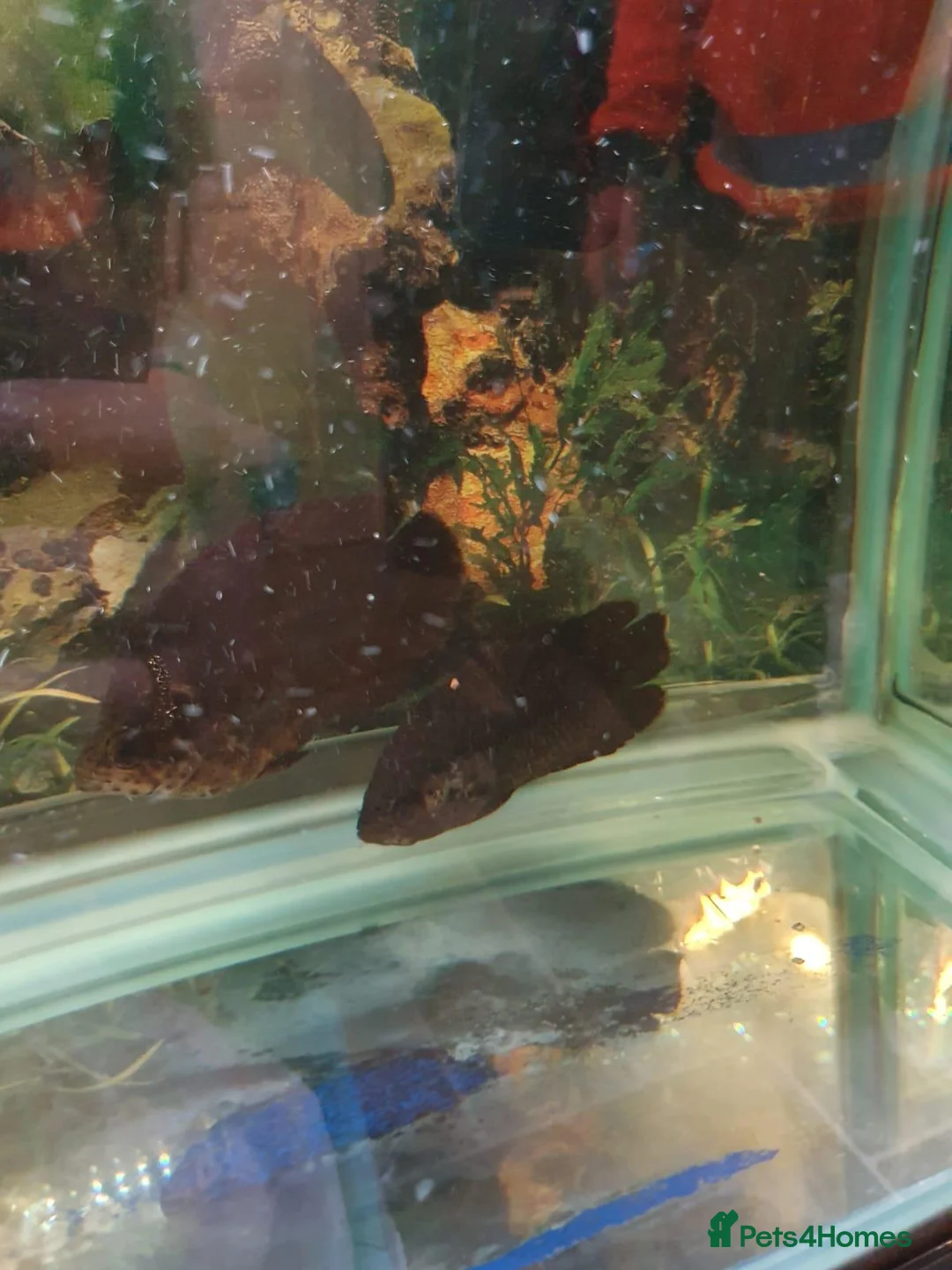 Other/Mixed Breed fish for sale: Peacock Bass, Chilli red Tiger Oscars & Bush fish  - Advert 7