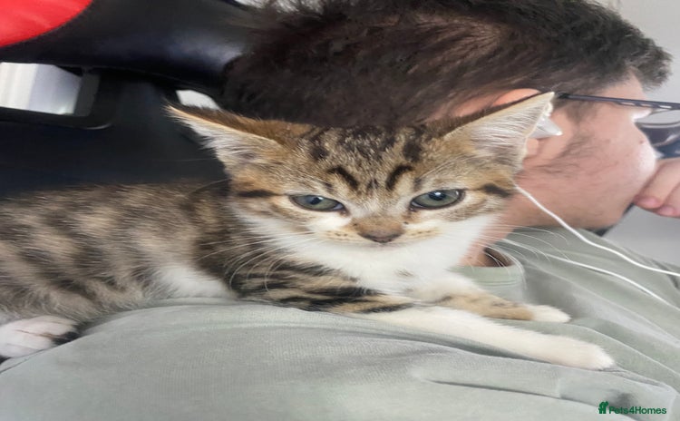 Mixed Breed cats - Advert 4