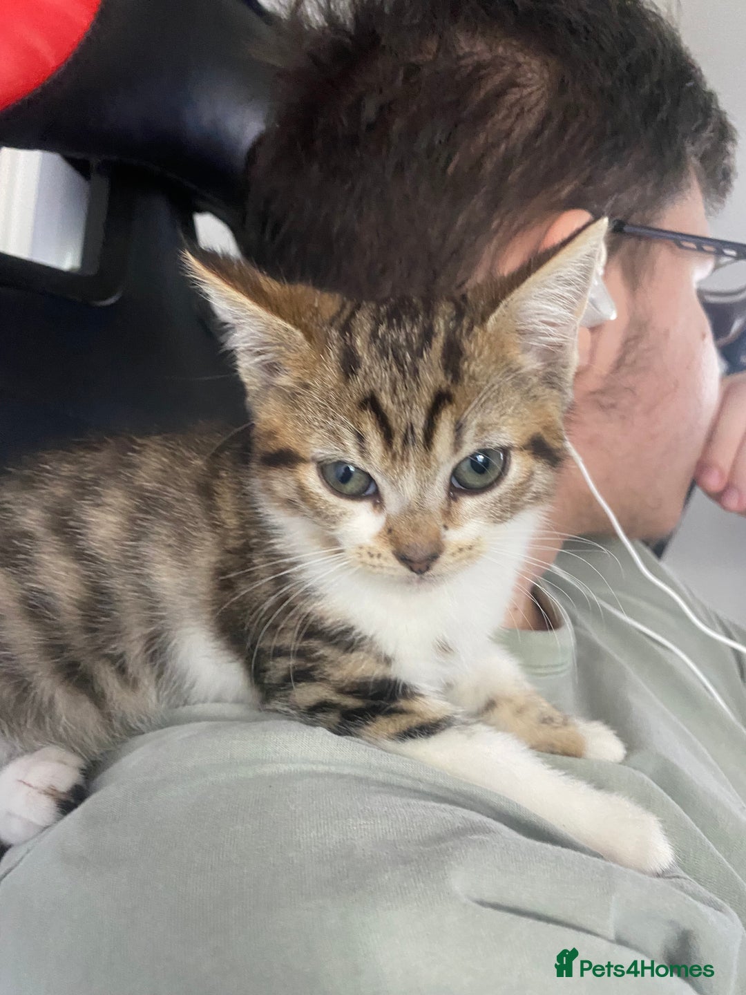 Mixed Breed cats for sale: Female kitten 9 weeks old  - Image 1