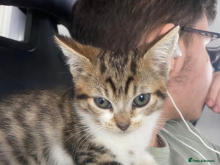 Mixed Breed cats - Advert 3