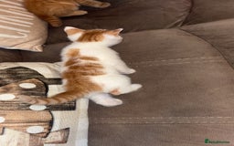 Mixed Breed cats for sale: Calico cross tabby  - Image 6
