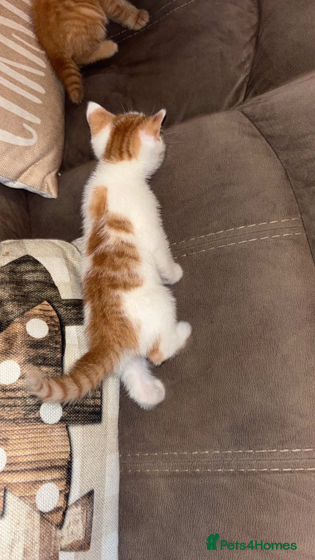 Mixed Breed cats for sale: Calico cross tabby  - Image 6